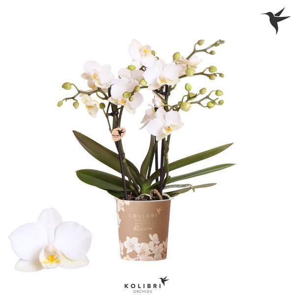 Phalaenopsis kolibri mix