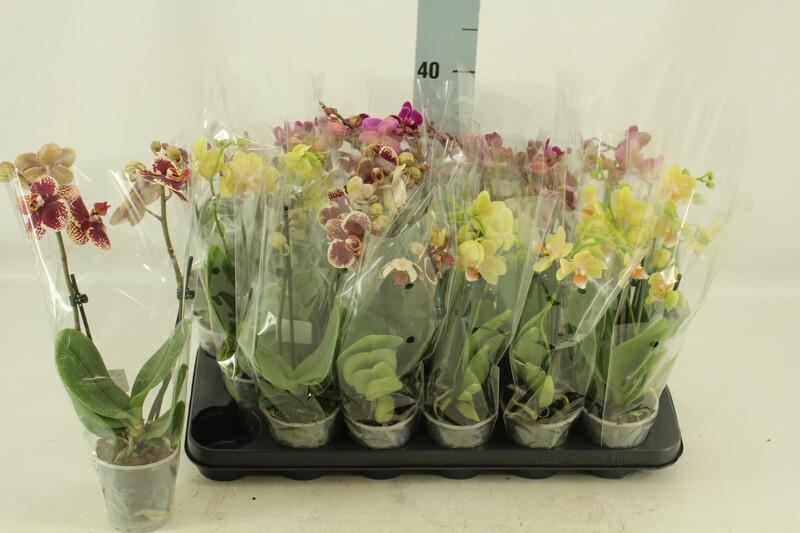 Phalaenopsis kolibri mix