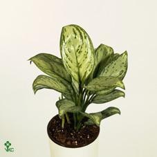 Aglaonema Maria Christina