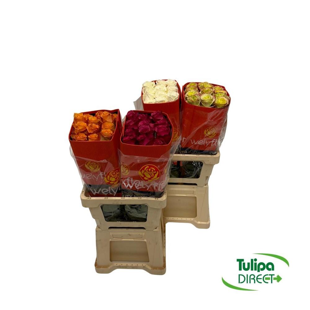Rosa ec mix DIRECT (ecu) wely x25