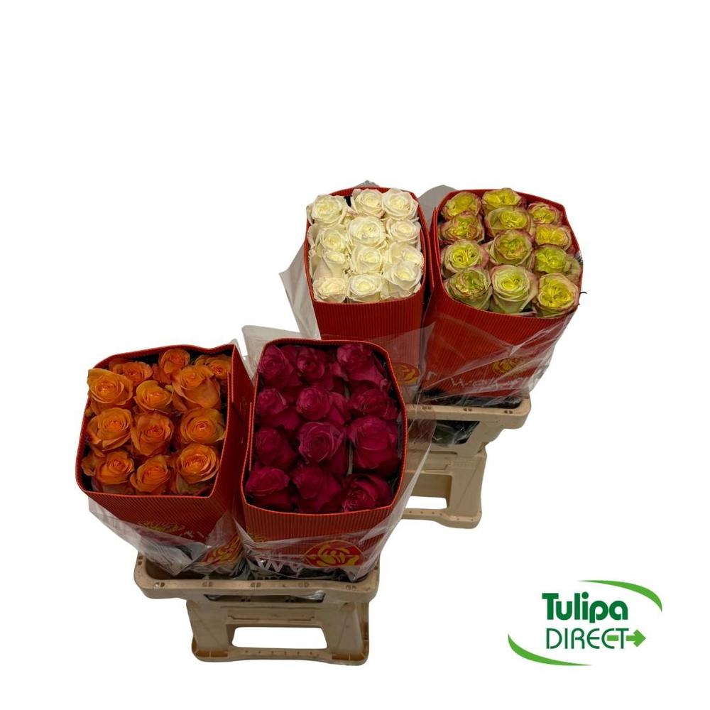 Rosa ec mix DIRECT (ecu) wely x25