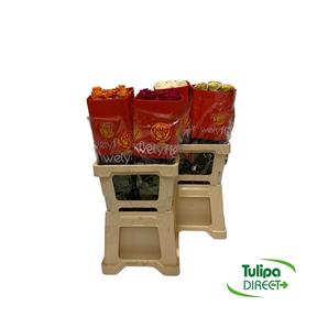 Rosa ec mix DIRECT (ecu) wely x25