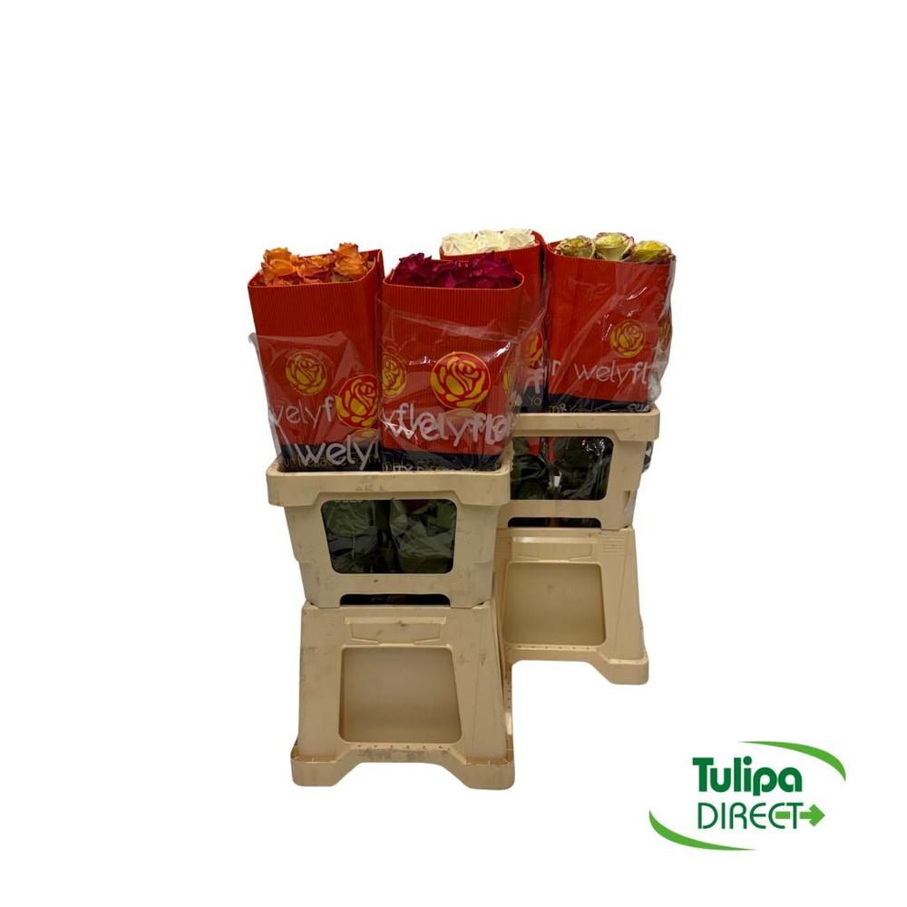 Rosa ec mix DIRECT (ecu) wely x25
