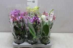 Phalaenopsis multiflora mix 2tak