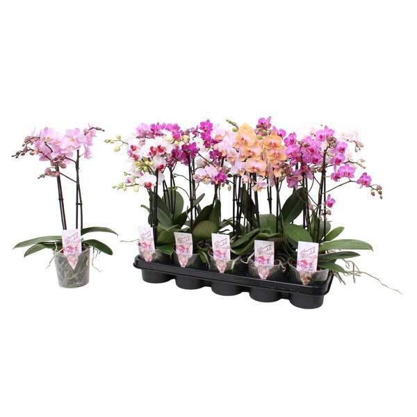 Phalaenopsis multiflora mix 2tak