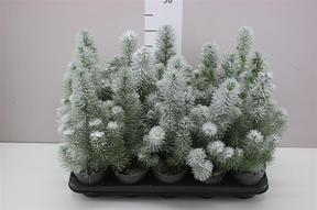 Pinus Silvercrest snow