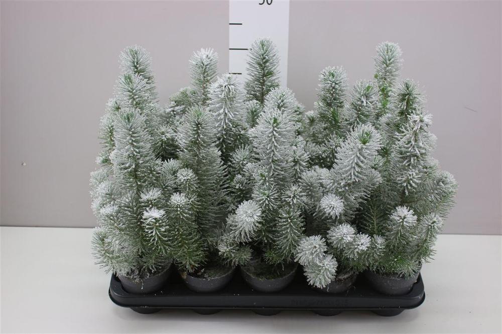 Pinus Silvercrest snow