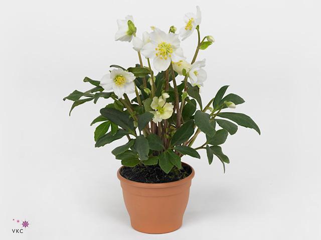 Helleborus Christmas Carol