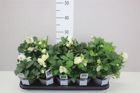 Helleborus Christmas Carol