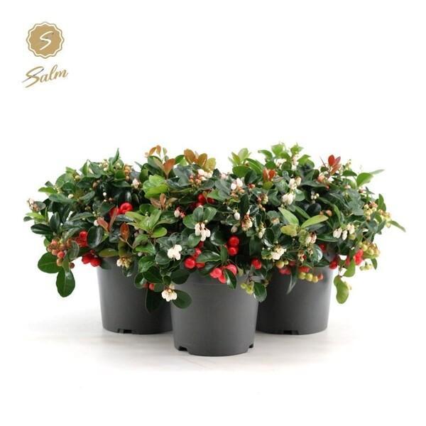 Gaultheria procumbens