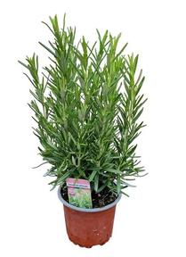 Rosmarinus officinalis