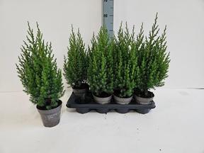 Juniperus Stricta