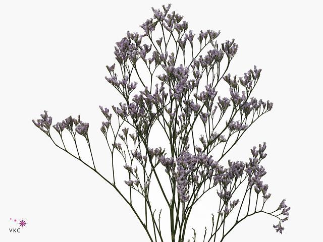 Limonium safora lilac