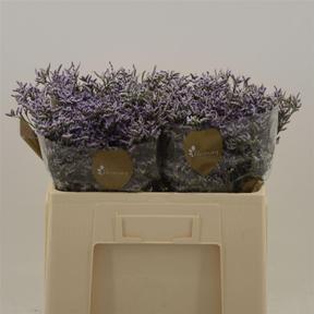 Limonium safora lilac
