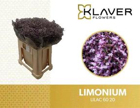 Limonium safora lilac