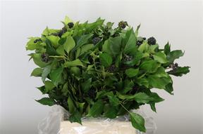 Zeleň - hedera berries bal.