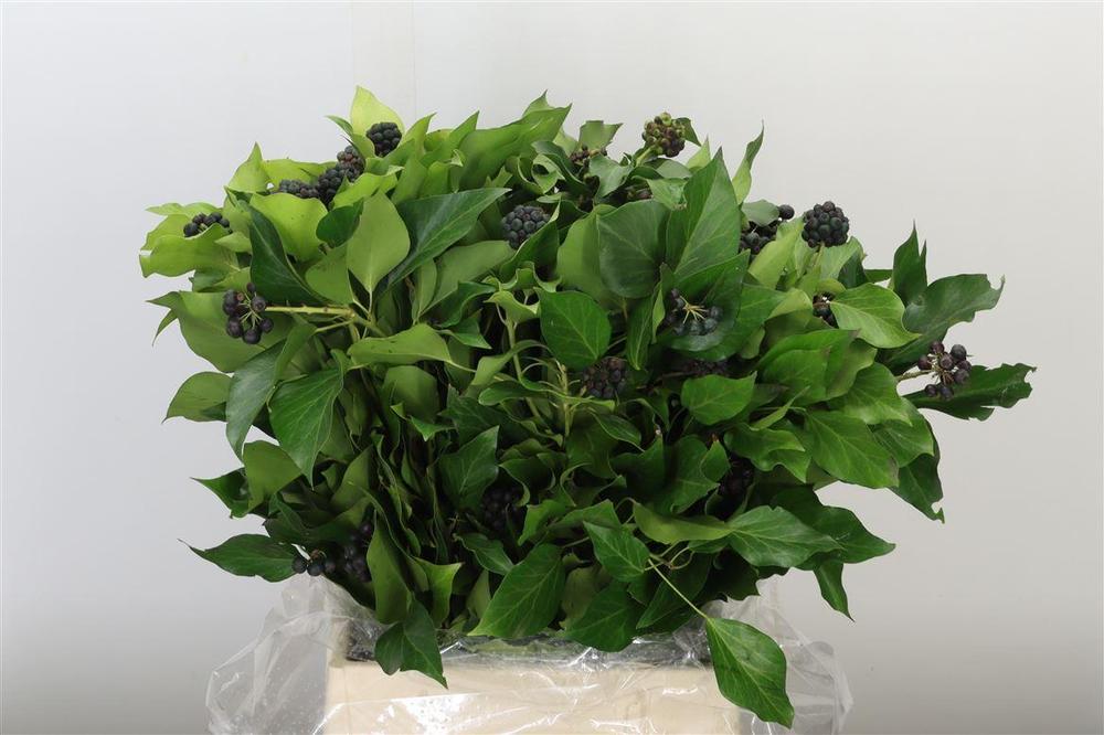 Zeleň - hedera berries bal.