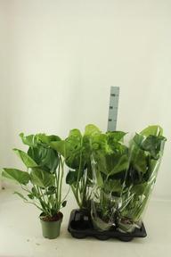 Monstera deliciosa