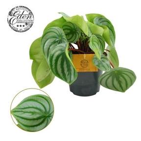 Peperomia argyreia