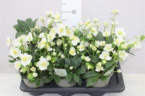 Helleborus Wintergold