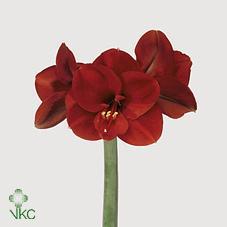Hippeastrum mix 2ak