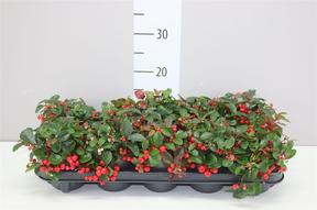 Gaultheria procumbens Big Berrry