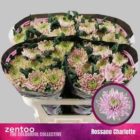 Chrys gp rossano charlotte