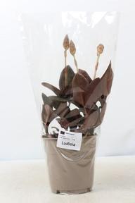 Ludisia discolor 3+