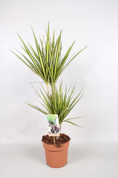 Dracaena marg. Sunray 20-10