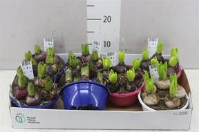 Hyacinthus miska mix