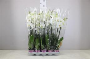 Phalaenopsis white 2tak