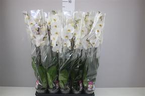 Phalaenopsis white 2tak