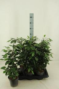 Ficus benj. Danielle