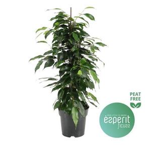 Ficus benj. Danielle