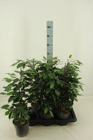 Ficus benj. Danielle