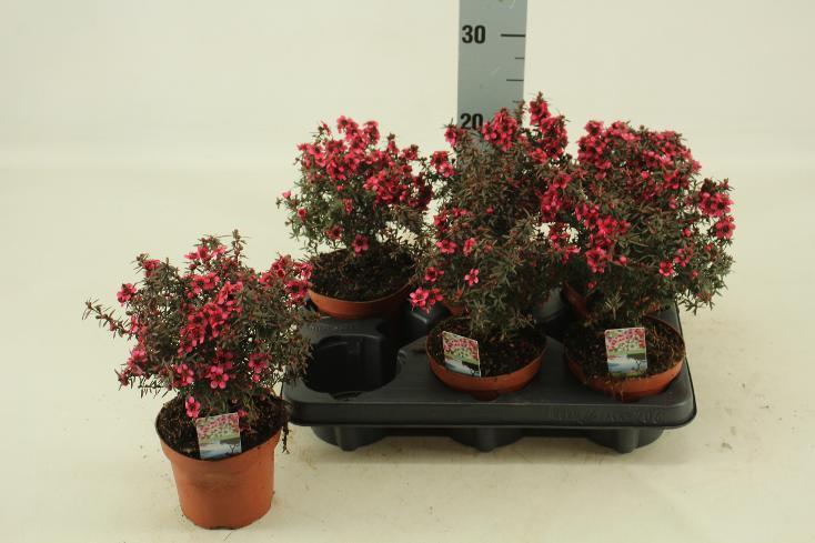 Leptospermum scoparium