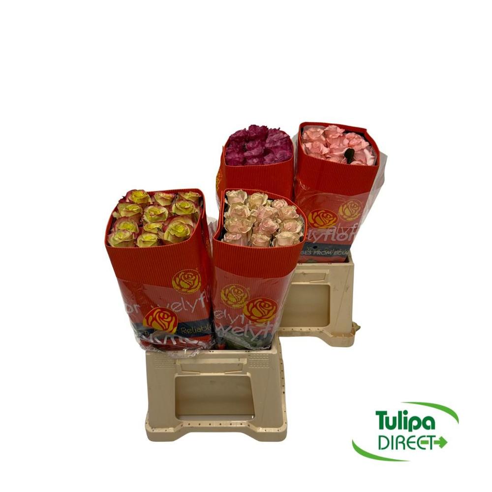 Rosa ec mix DIRECT (ecu) wely x25