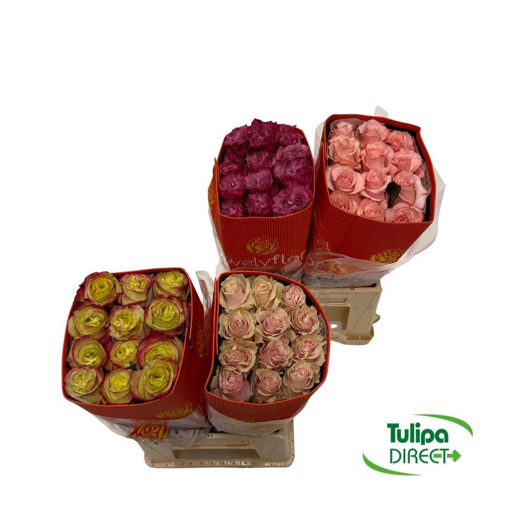 Rosa ec mix DIRECT (ecu) wely x25