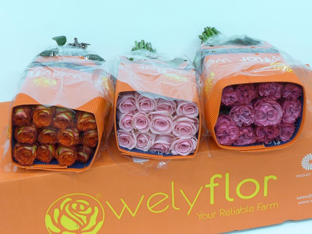 Rosa ec mix DIRECT (ecu) wely x25