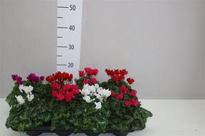 Cyclamen Super Carina mix