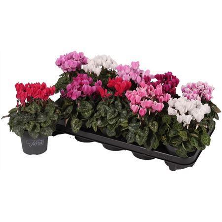 Cyclamen Super Carino mix