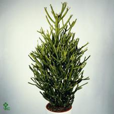 Euphorbia tirucalli