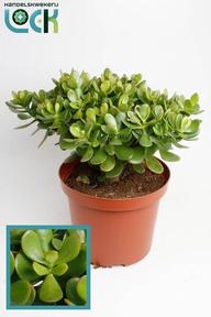 Crassula Argentea