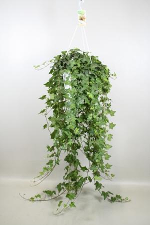 Hedera helix Pittsburgh závěs 120cm