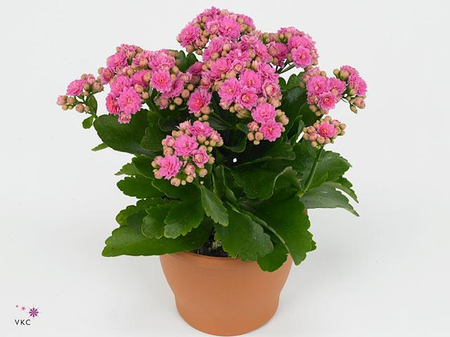 Kalanchoe Rosalina mix