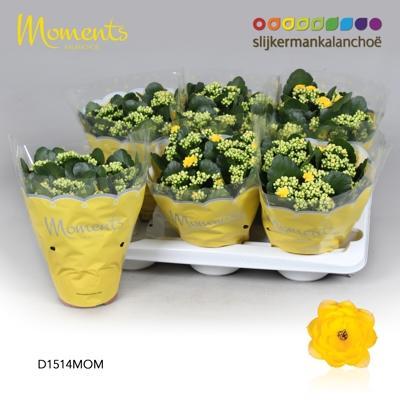Kalanchoe Rosalina mix
