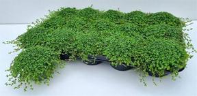 Soleirolia soleirolii mix
