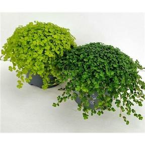 Soleirolia soleirolii mix