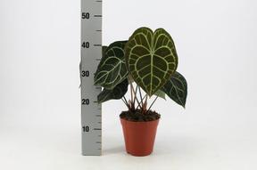 Anthurium clarinervium