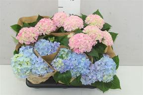 Hydrangea macr. mix DK